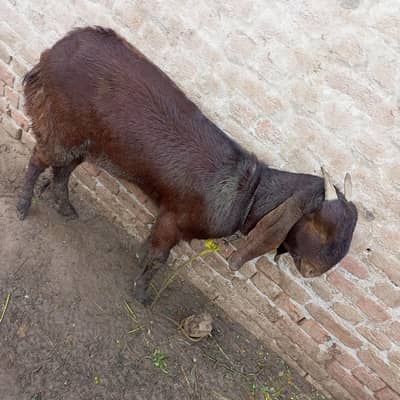 l am selling goat
