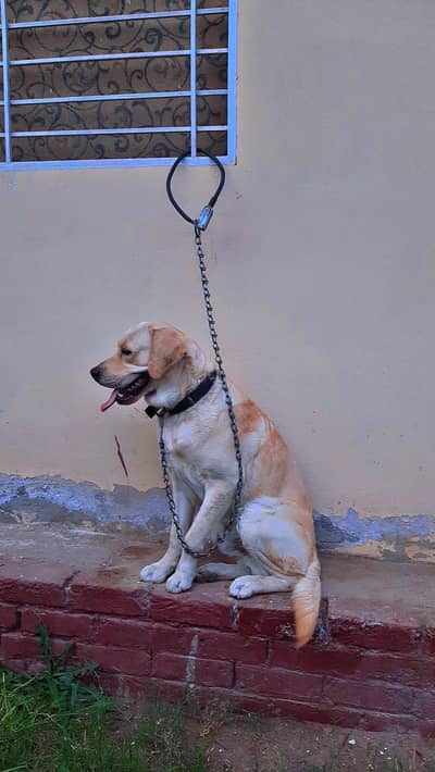 labrador pedigree male