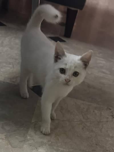 White, domestic short-haired, kitten.