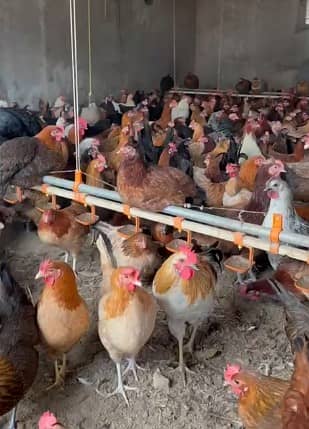 Golden Misri hen| Murgi | گولڈن مصری | Desi Hens | eggs laying hens