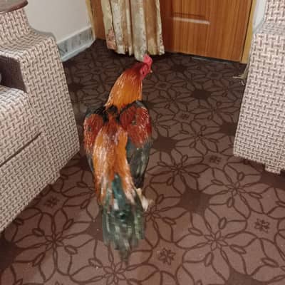 Top quality Aseel birds for sale