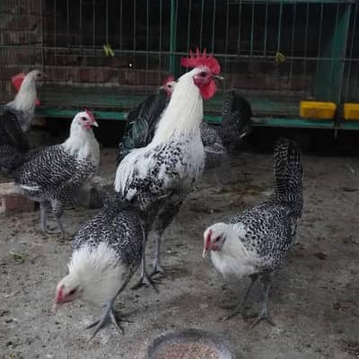 1 male 10 females 1800 per piece near to laying