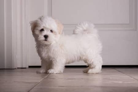 shihtzu puppy for