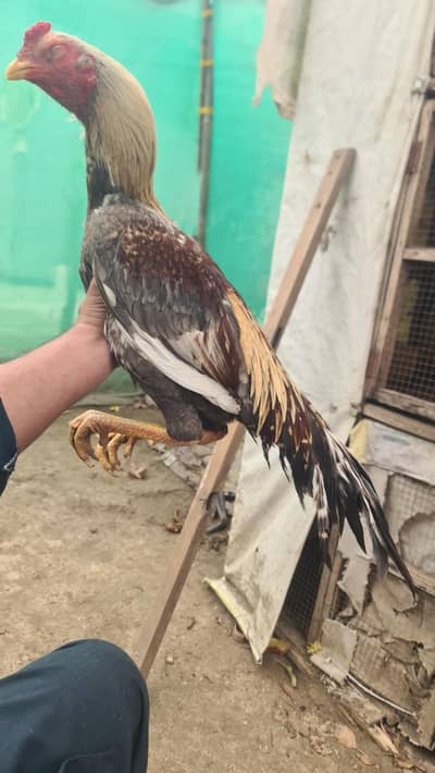 one eye aseel murga urgent sale  mohra 2800
