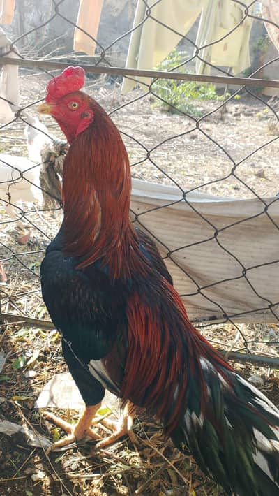 top quality aseel high price