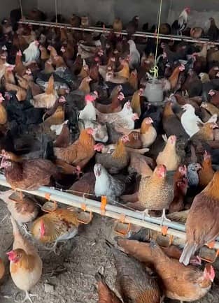 Golden Misri hen| Murgi | گولڈن مصری | Desi Hens | eggs laying hens