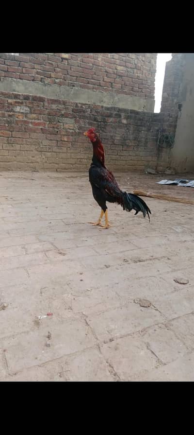 Hight quality Aseel Patha