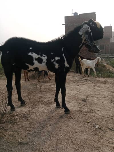 desi breeder bakra | Goat | bakra  | Breader | Pure Beetal | بکرا