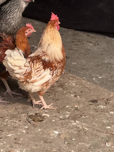 5month age egg de rehi hai 1250 rupees per kg