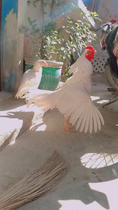 top quality hira pair for sell healthy active birds egg lyng