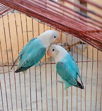 blue opline cage for sale