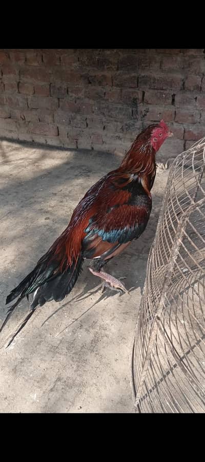 Lakha Aseel Band Jorr Murgha Watsap 03014748382