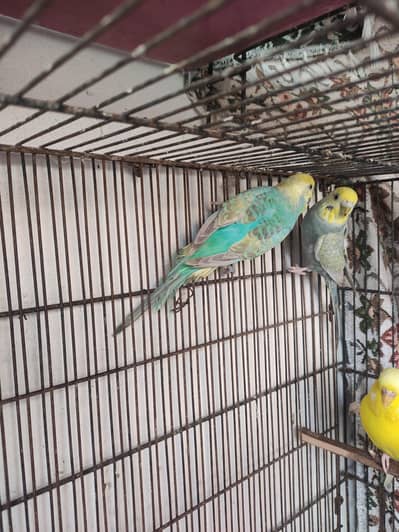 Rainbow budgie for sale