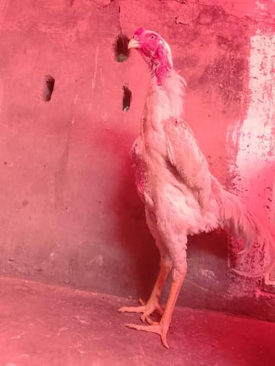 White king german shamo |White shamo | King shamo |