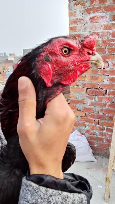 pure pokay Thai aseel nack locker