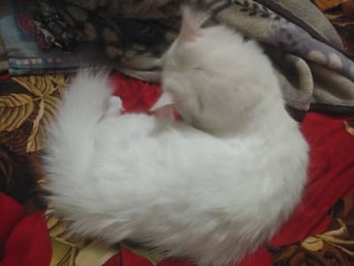 Snow White Persian Cat Available 