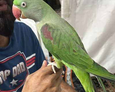 Raw/kashmiri/pahari full hand tame talking 03190150180