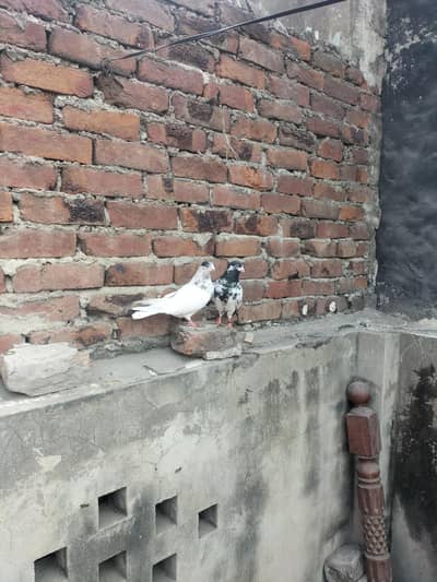 breader pair for sale