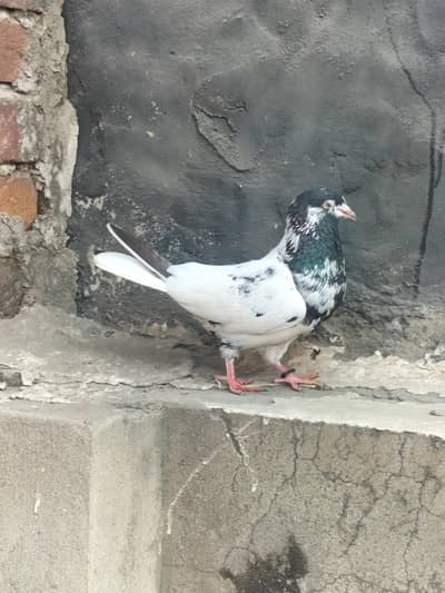 breader male for sale