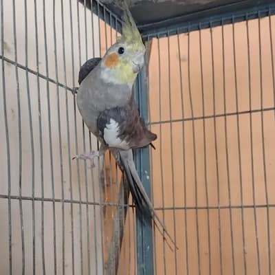 Cockatiel Male Split Creem