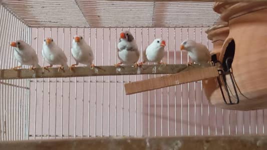 Snow white nd White chick undersize pair & Java pathey