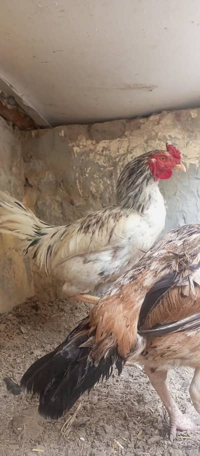 Desi Murga(Aseel Desi cross)