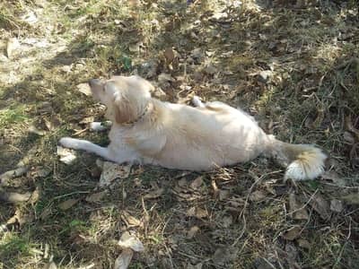 Golden retriever puppies