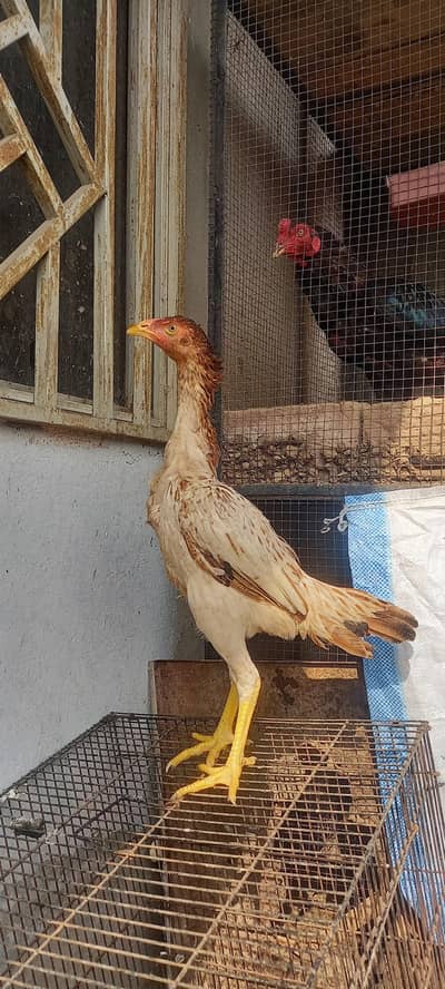 mushki pathi blac wali egg da rahi ha