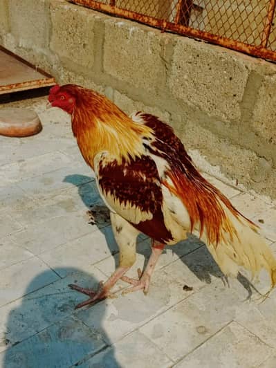 high quality Patta bilkul Ban thoke hue jod majbut haddi baddi