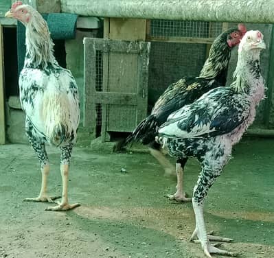 Home breed Aseel Murghas