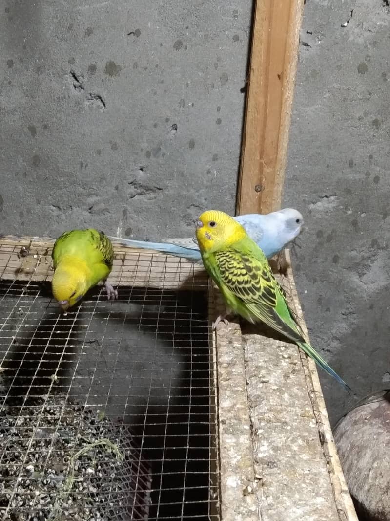 البائینو /سپینگل /اوپلائین 0