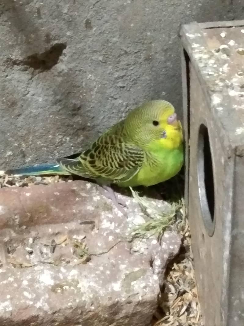 البائینو /سپینگل /اوپلائین 1