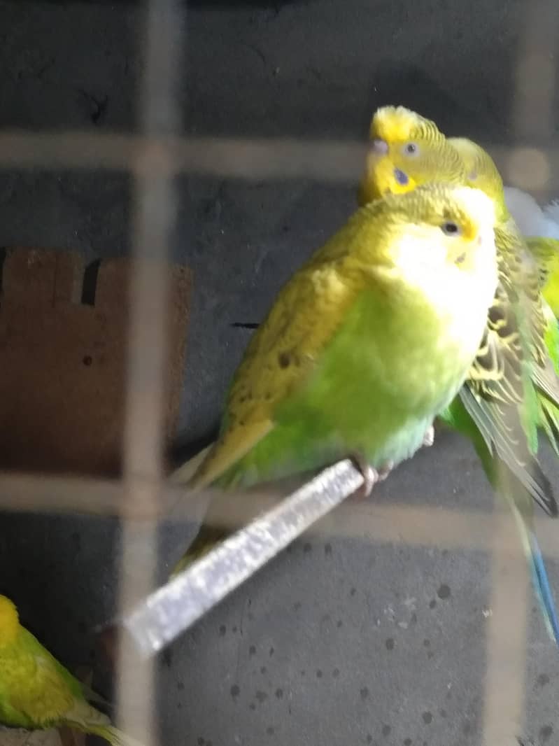 البائینو /سپینگل /اوپلائین 2