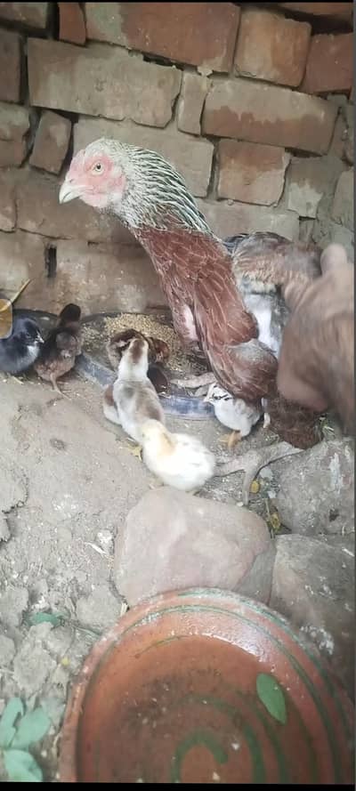 aseel dasi chicks eggs available