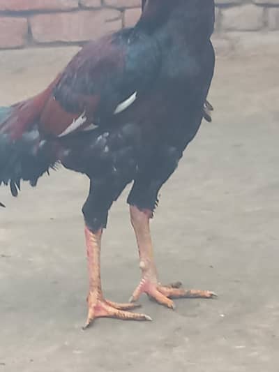 2 aseel  03274684500