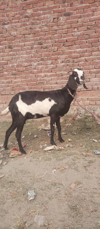 Healthy Pregnant Gabban Goats For Sale