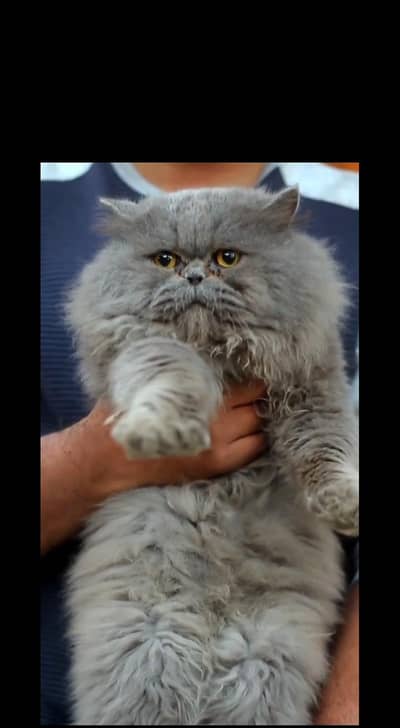 Gray male cat - punch face