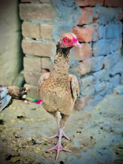 Assel Male Or Females