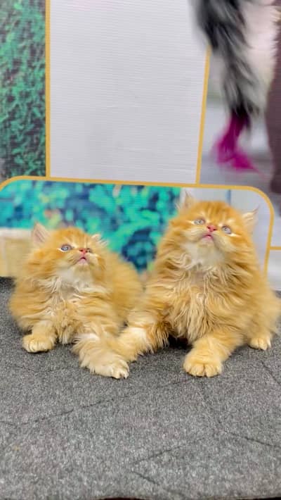 Persian punch face triple coath cat kittens home delivery available