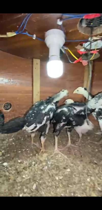 shamu black chiks 3 white sath gift deya jay ga video k ley whatsaap