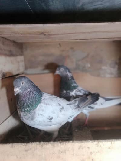 out class tedi pairs for sale