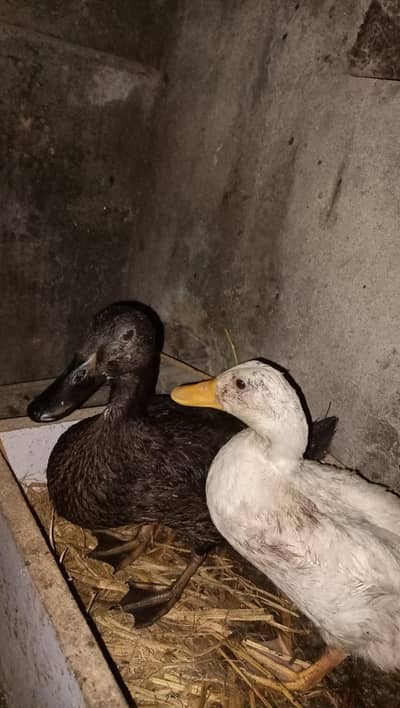 ducks, aseel cheenah, and aseel other.