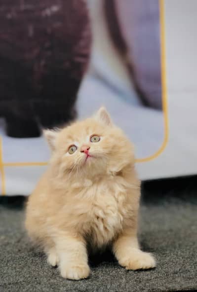 Persian punch face triple coath cat kittens home delivery available