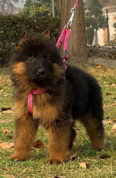 German Shepherd long coat male 2 month for sale