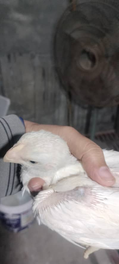 Topclass Indian white parrotbeak chicks