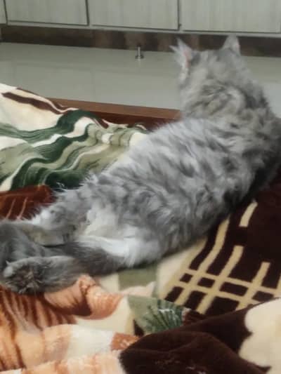 Smoke colour persian female cat hybrid