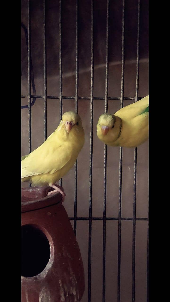 Best White Java Breeder Pairs 8