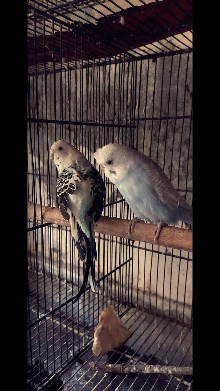 Best White Java Breeder Pairs 17