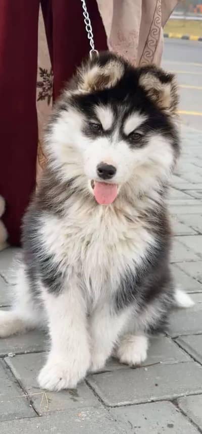 husky