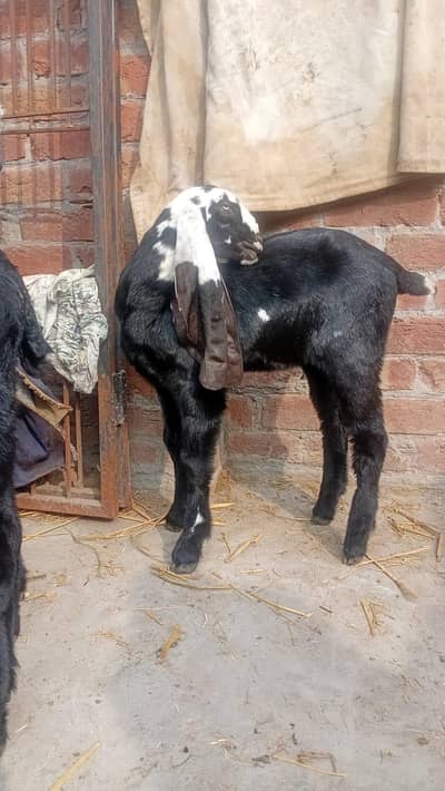 out class path age 2month active healthy